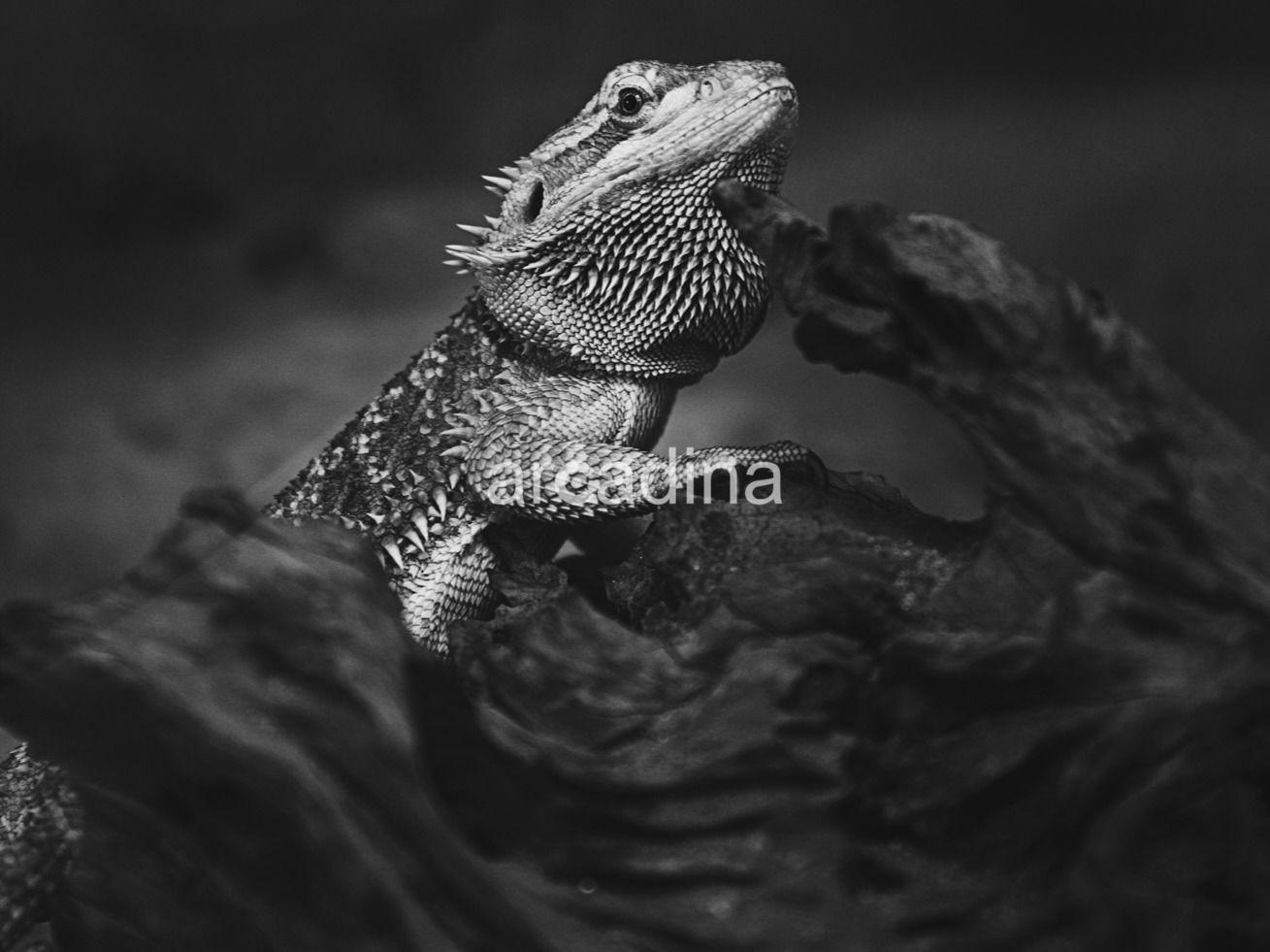 Lechuga y Ruiz - 43.jpg