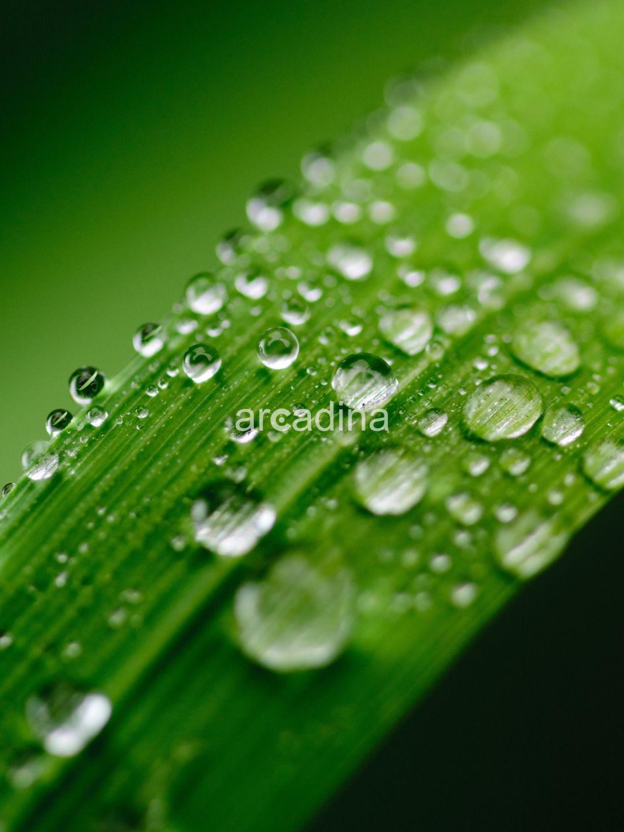 Lechuga y Ruiz - blur-bright-clean-459369.jpg